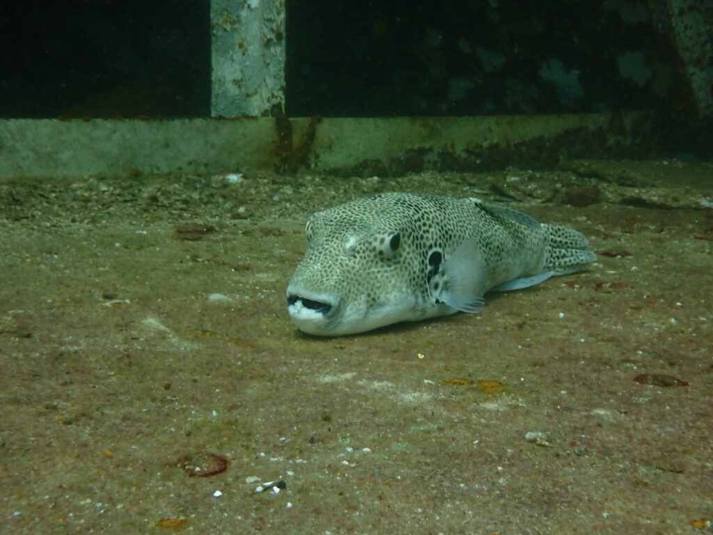 休憩中のモヨウフグ