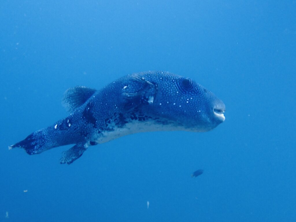 同郷からご来島