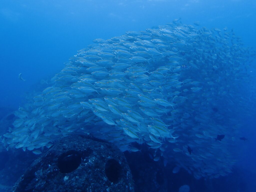 アカヒメジ