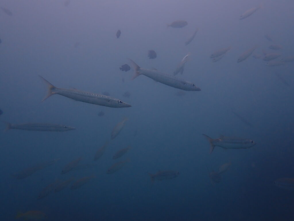 タイワンカマス